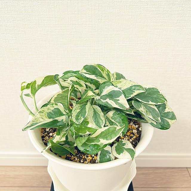 yoyoyoさんの実例写真