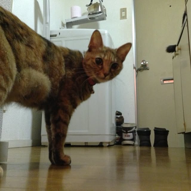 実例写真