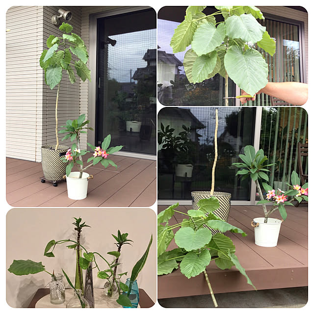 houenさんの部屋