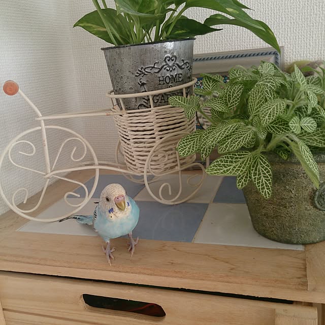kenshuさんの実例写真