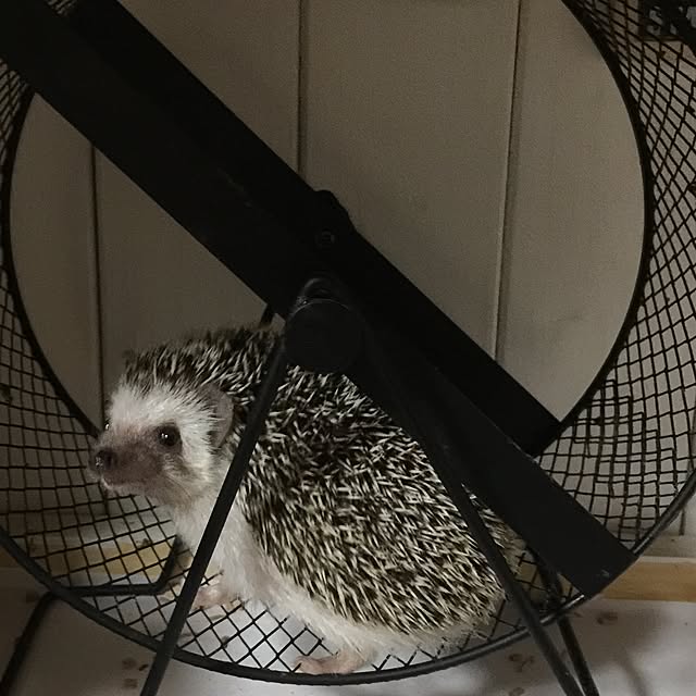 RURULOVEさんの実例写真