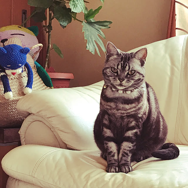 Yokoさんの実例写真