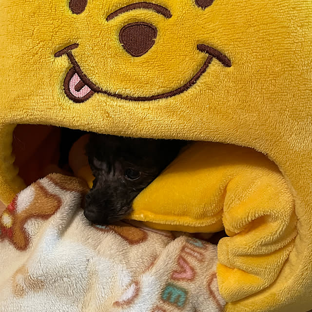 Chipさんの実例写真