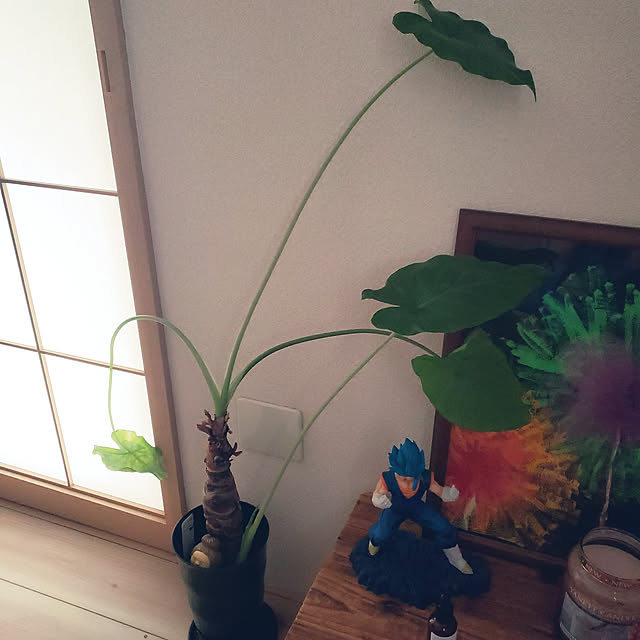 mikoさんの実例写真