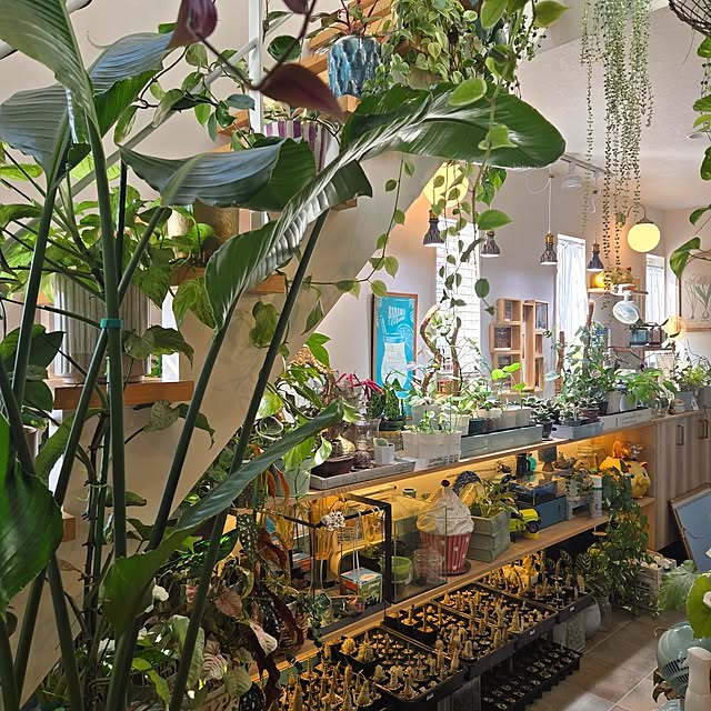 nonbiri_house_さんの部屋