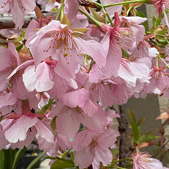 otanuさんの部屋