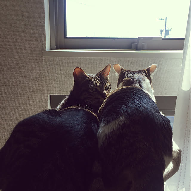 yurinecoさんの実例写真