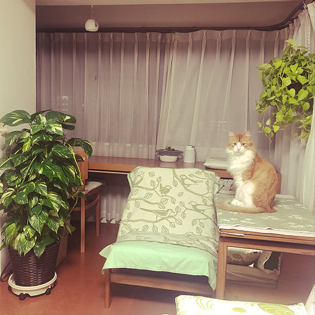 uchidaizuさんの実例写真