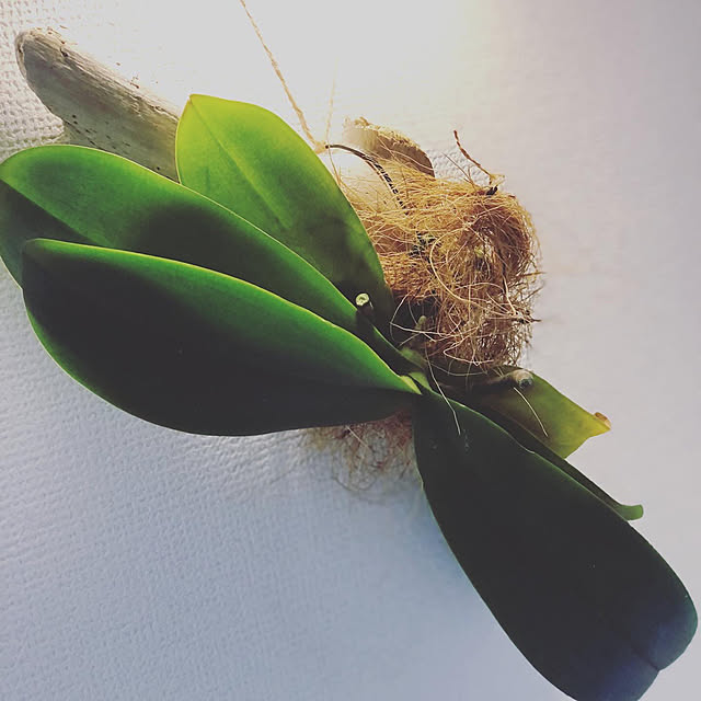 andgreenさんの実例写真