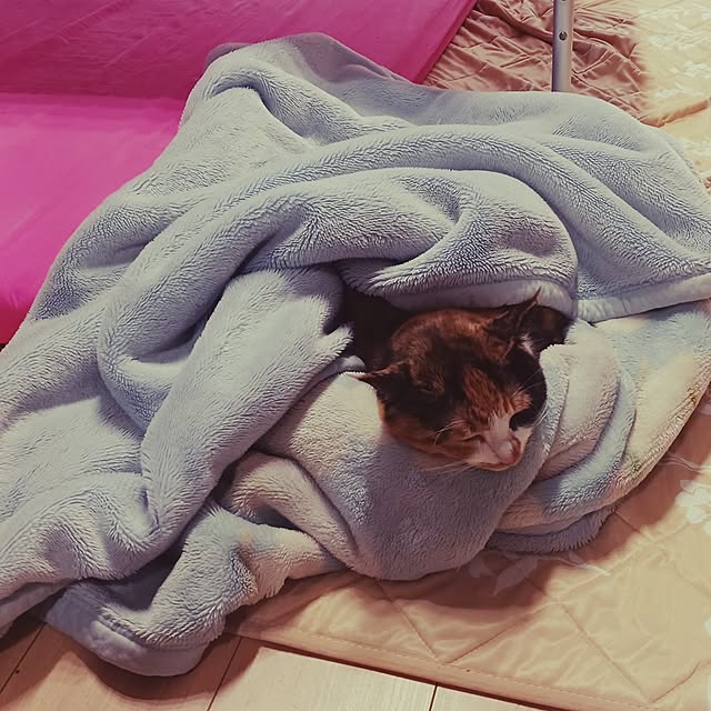 aiさんの実例写真