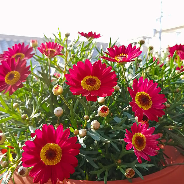 VERANDARJUNさんの実例写真