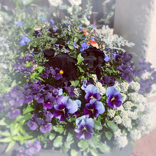 soraさんの実例写真