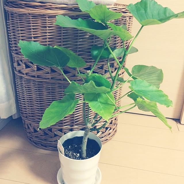 Chikaさんの実例写真