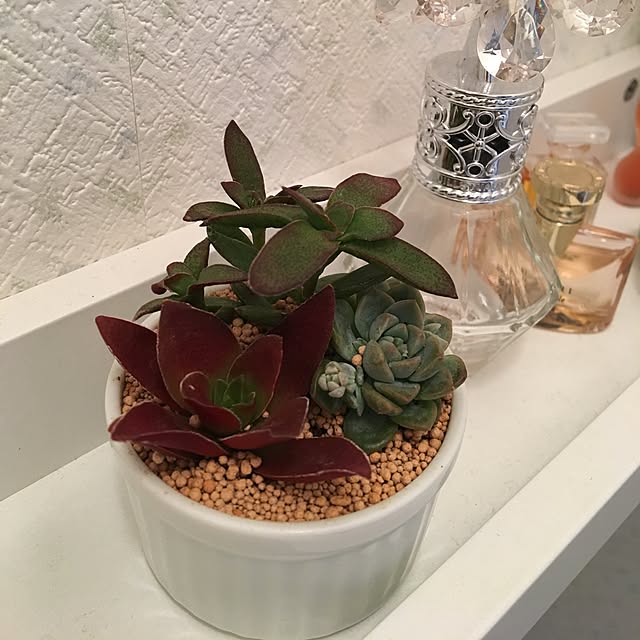 バス/トイレ/多肉植物のインテリア実例 - 2017-01-30 12:11:16