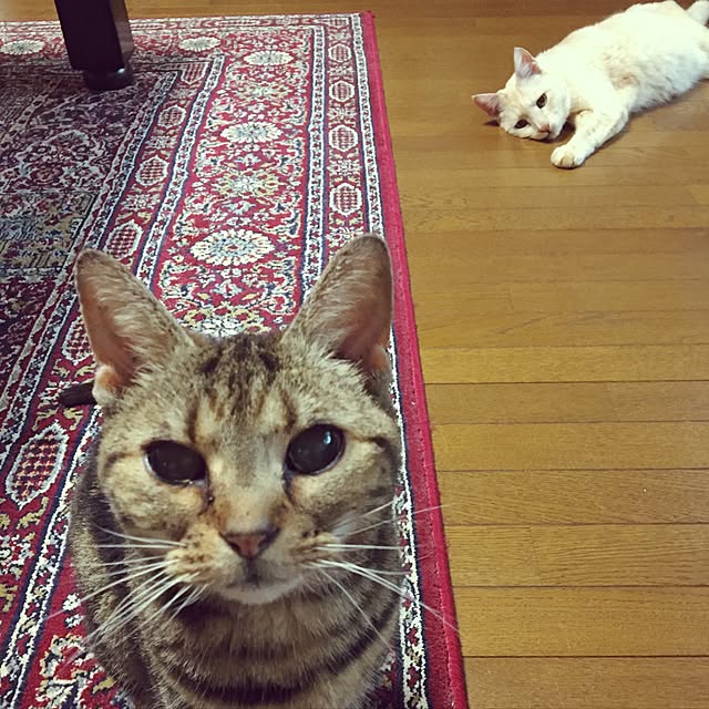 yoyoさんの実例写真