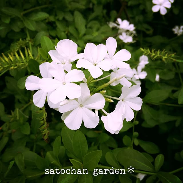 satochanさんの実例写真