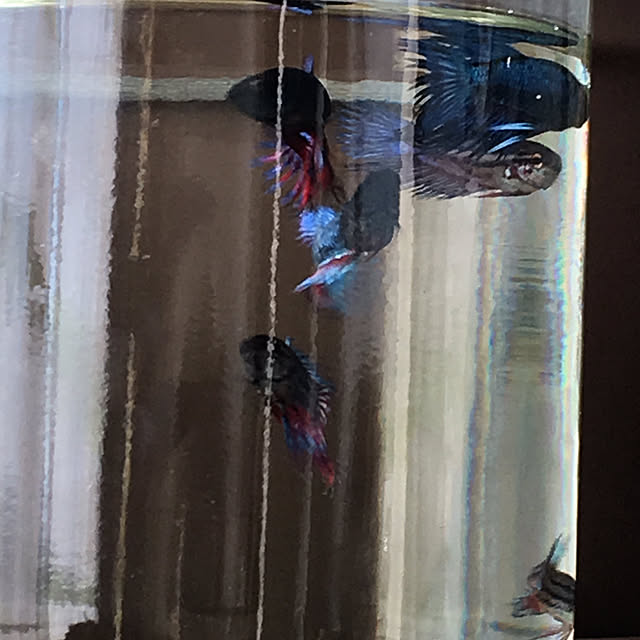 tetra163さんの実例写真