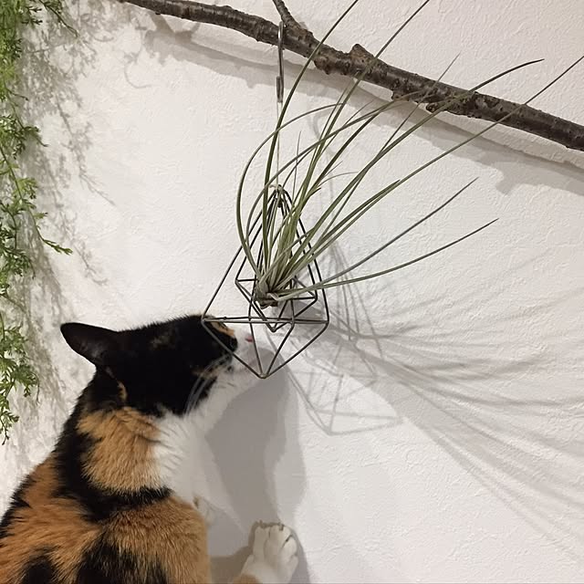 meguchiyoさんの実例写真