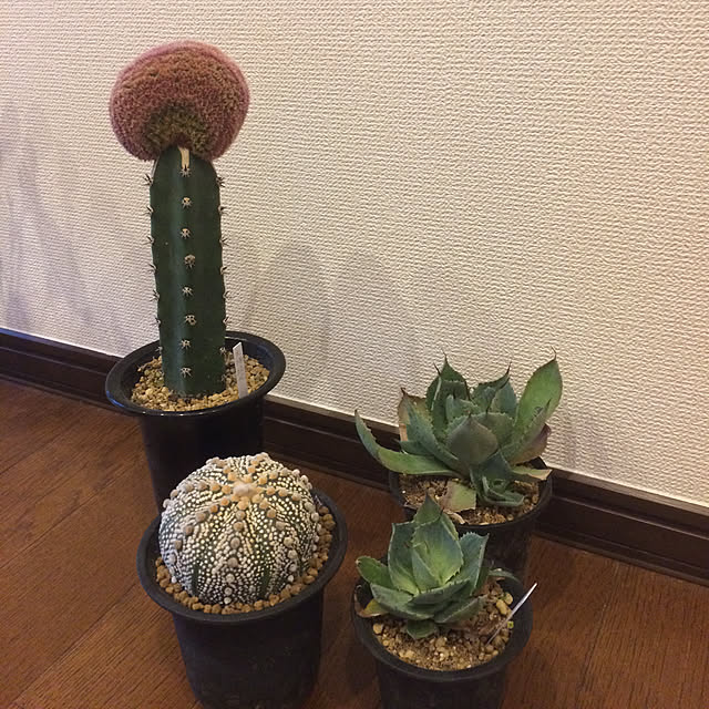 mii666さんの実例写真