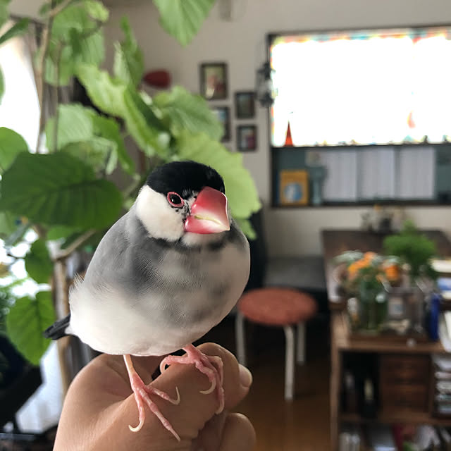 soramameさんの実例写真