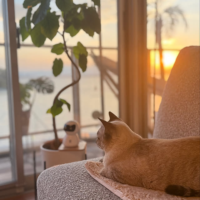 amさんの実例写真