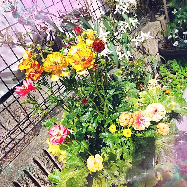 mimi828さんの実例写真