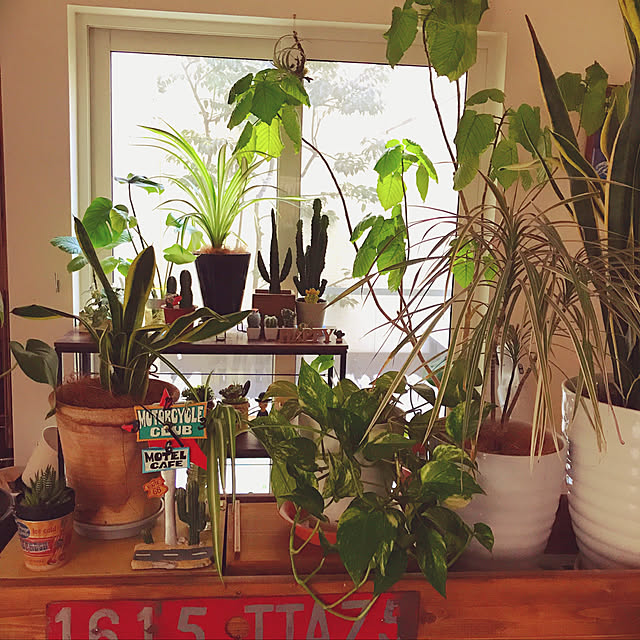 棚/グリーンのある暮らし/DIY　/カフェ風/植物...などのインテリア実例 - 2018-02-18 17:04:07