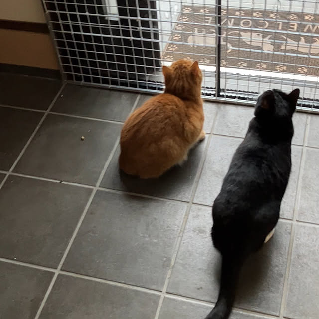 nekoさんの実例写真