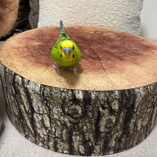 ohanaさんの実例写真