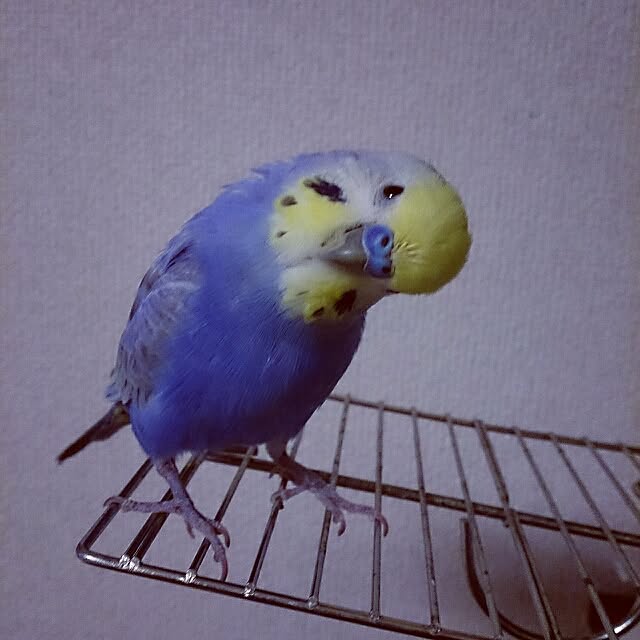 rikko0922さんの実例写真