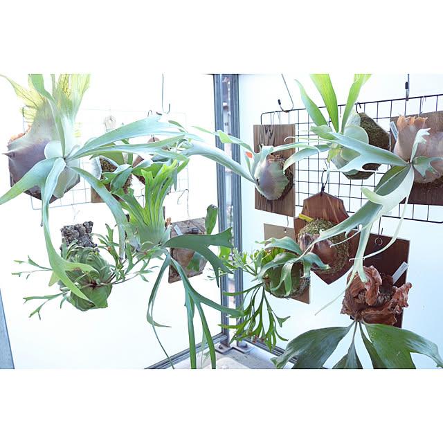 グリーンのある暮らし/観葉植物のある暮らし/一人暮らし/1LDK/1LDK 1人暮らし...などのインテリア実例 - 2022-09-11 17:32:35