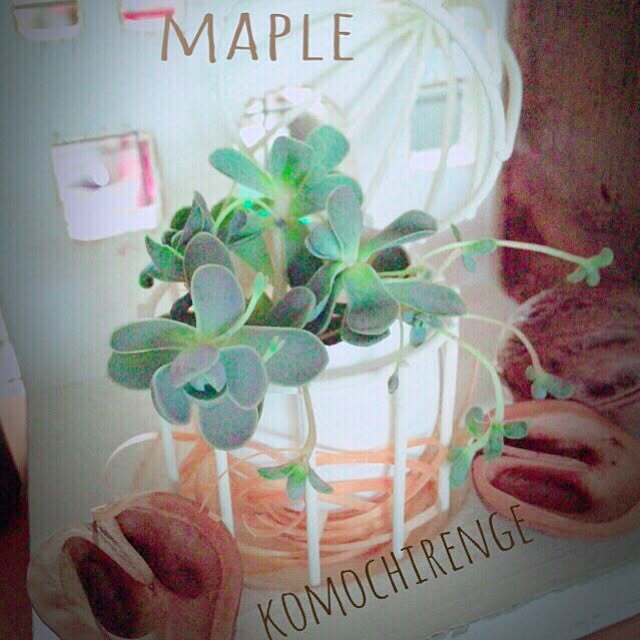 mapleさんの実例写真