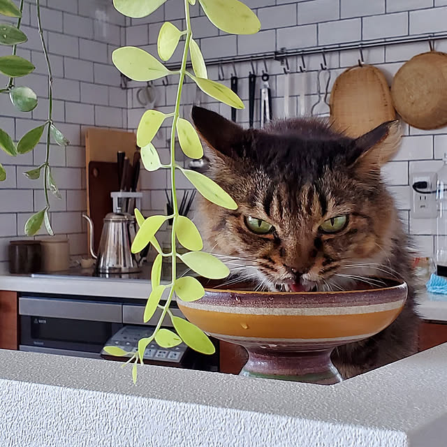 sachiblancさんの実例写真