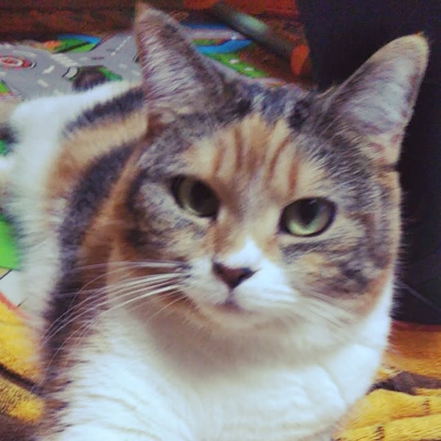 yukieさんの実例写真