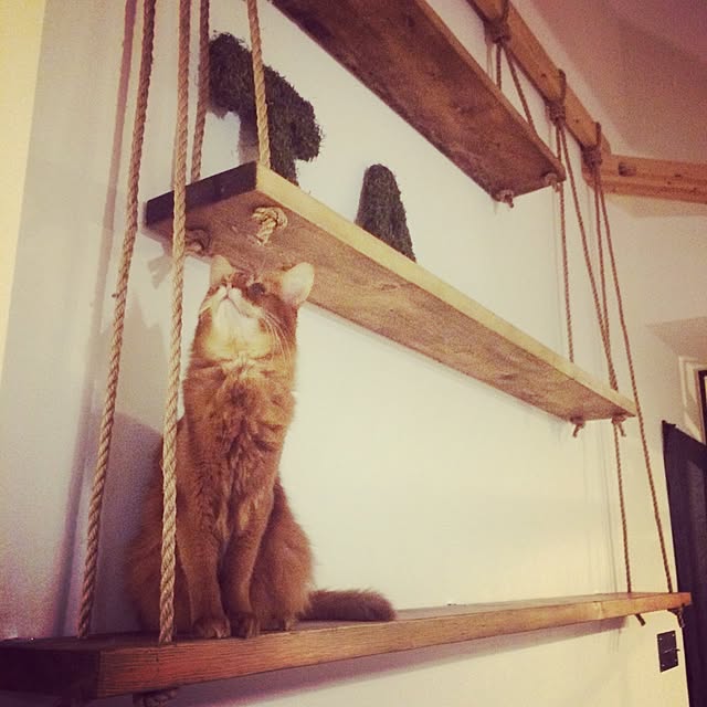 katsuwobushiさんの実例写真