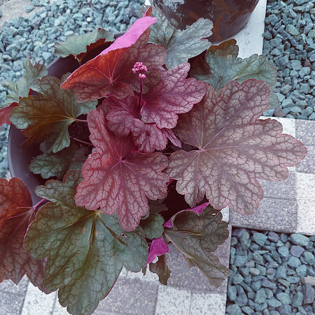 machikomamaさんの実例写真