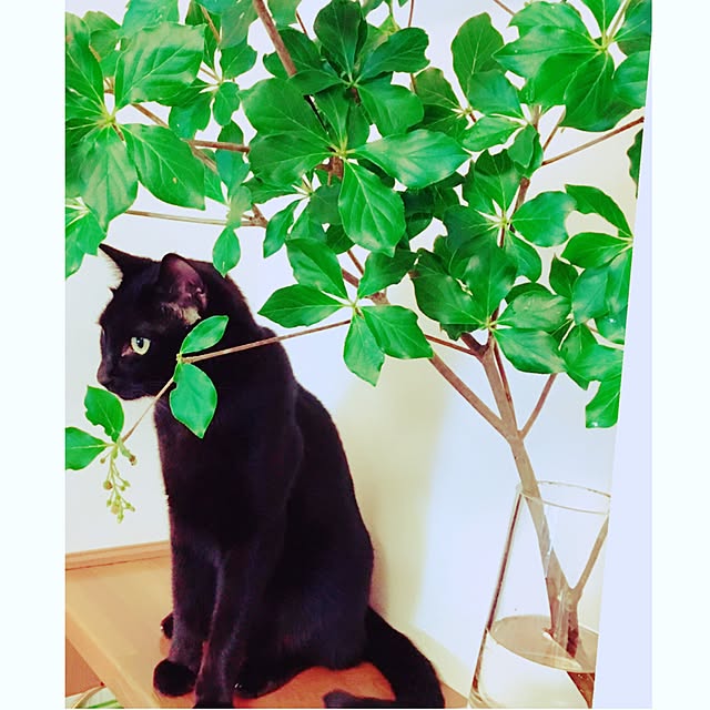 nonoさんの実例写真