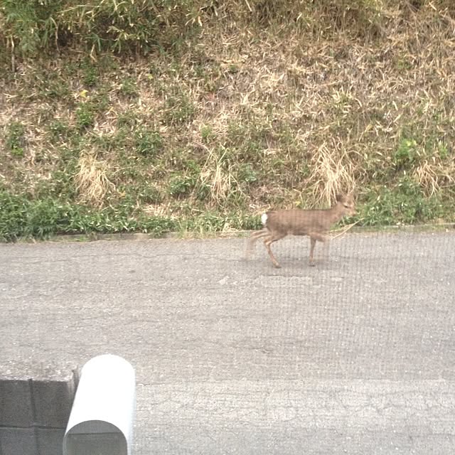 L.さんの実例写真