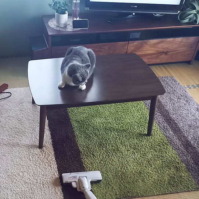 机/一戸建て 賃貸/ねこと暮らすのインテリア実例 - 2022-06-17 22:24:03