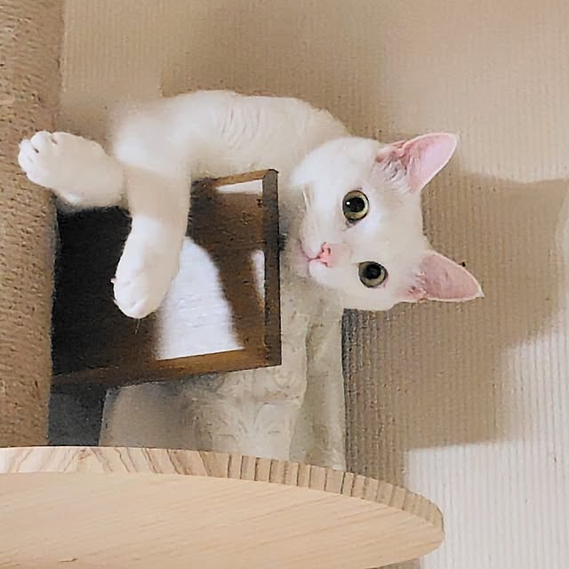momochanoshippoさんの実例写真