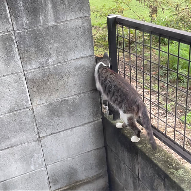 ronronさんの実例写真