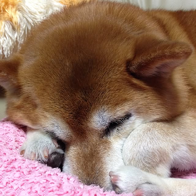 Hanaさんの実例写真