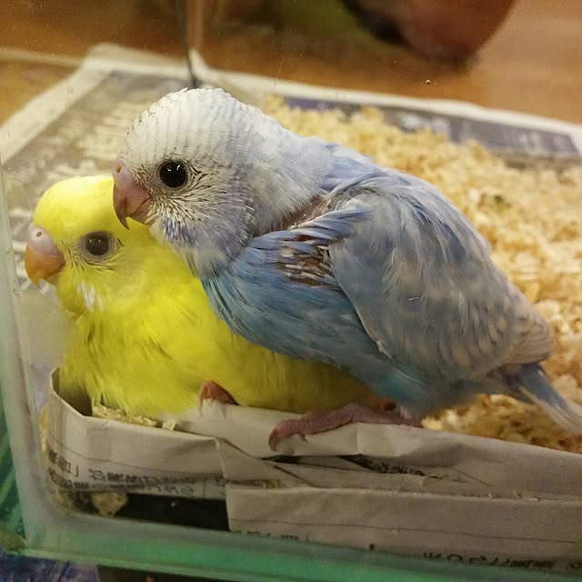 Minakoさんの実例写真