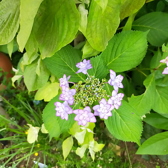 玄関/入り口/紫陽花/花のある暮らし/みて頂きありがとうございます( ◡̈)/2022/6/3のインテリア実例 - 2022-06-03 14:28:22