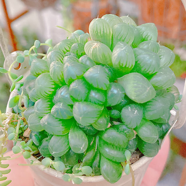 Hanakaさんの部屋