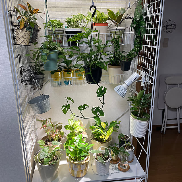新春初売り 自作 浮腫ま 植物育成棚（植物育成LEDライト付き） 塊根植物・コーデックス