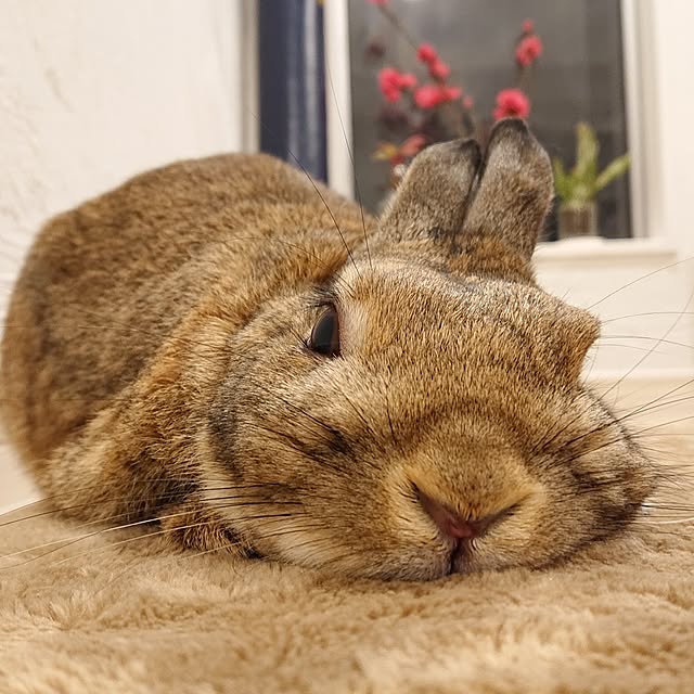 yuuuuさんの実例写真