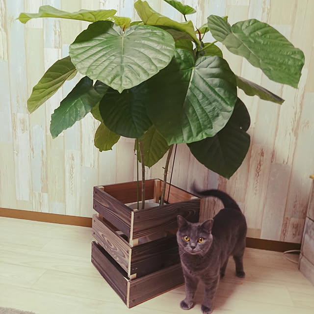 cocoさんの実例写真