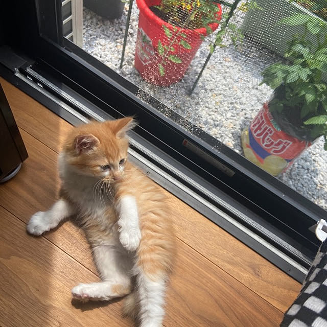 nanapricot_sunさんの実例写真
