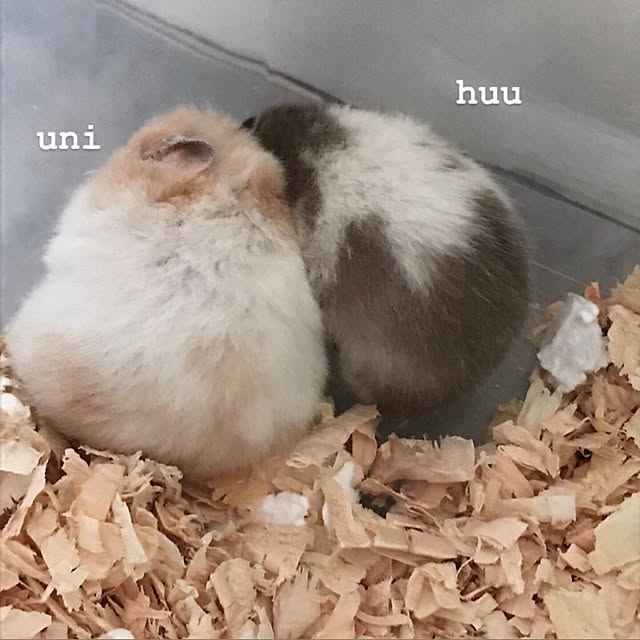 chiiiii0808さんの実例写真